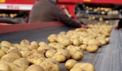 Erdoğan ‘her karış toprağı ekin’ demişti: Patates depoda çürüme aşamasında!