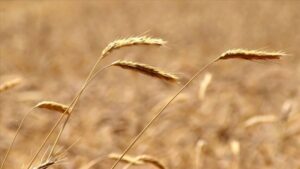 Buğdayda rekolte beklentisi 19 milyon ton