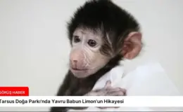 Tarsus Doğa Parkı’nda Yavru Babun Limon’un Hikayesi