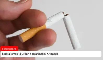 Sigara İçmek İç Organ Yağlanmasını Artırabilir