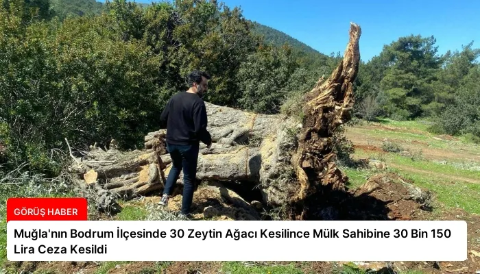 Muğla’nın Bodrum İlçesinde 30 Zeytin Ağacı Kesilince Mülk Sahibine 30 Bin 150 Lira Ceza Kesildi