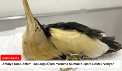 Antalya Kuş Gözlem Topluluğu Üyesi Yardıma Muhtaç Kuşlara Destek Veriyor