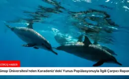 Sinop Üniversitesi’nden Karadeniz’deki Yunus Popülasyonuyla İlgili Çarpıcı Rapor
