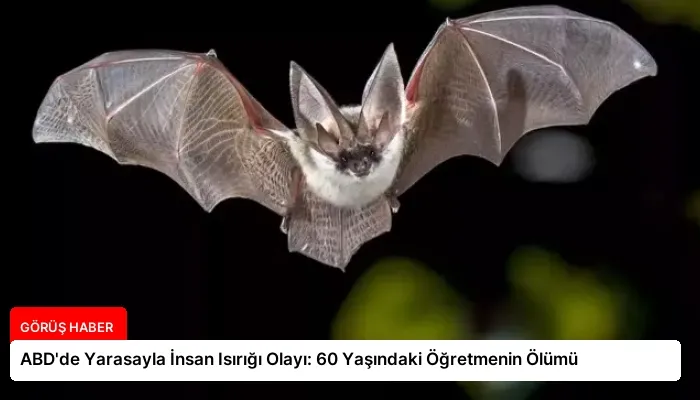 ABD’de Yarasayla İnsan Isırığı Olayı: 60 Yaşındaki Öğretmenin Ölümü