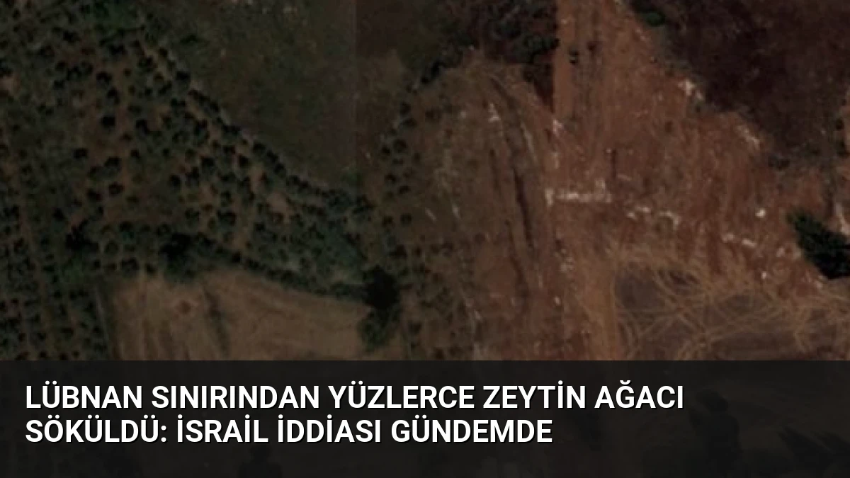 Lübnan Sınırından Yüzlerce Zeytin Ağacı Söküldü: İsrail İddiası Gündemde
