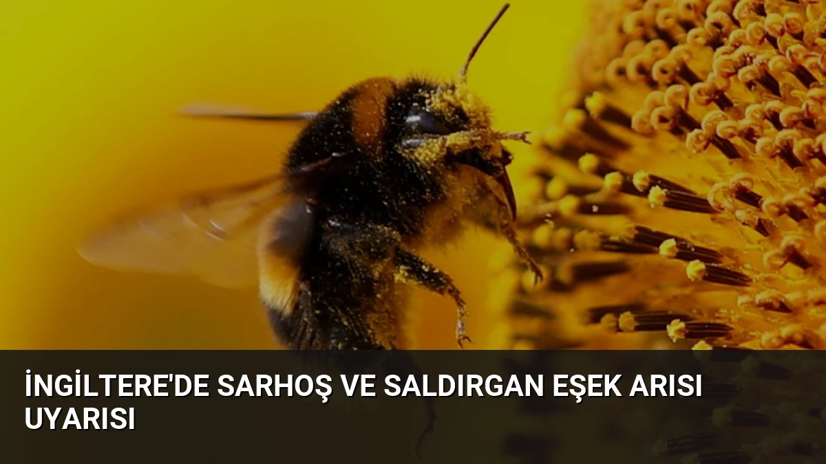 İngiltere’de sarhoş ve saldırgan eşek arısı uyarısı