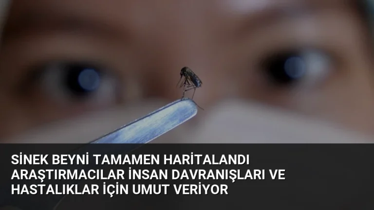 Sinek Beyni Tamamen Haritalandı Araştırmacılar İnsan Davranışları ve Hastalıklar İçin Umut Veriyor