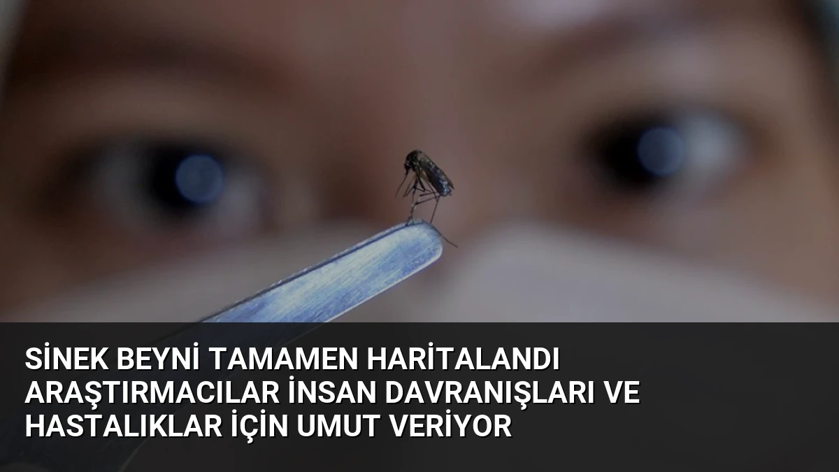 Sinek Beyni Tamamen Haritalandı Araştırmacılar İnsan Davranışları ve Hastalıklar İçin Umut Veriyor