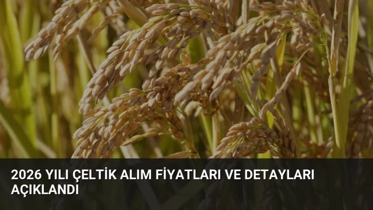 2026 Yılı Çeltik Alım Fiyatları ve Detayları Açıklandı