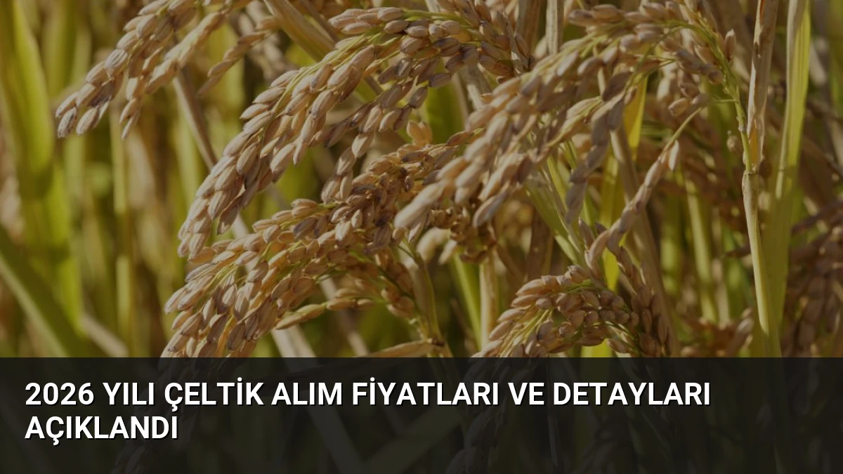 2026 Yılı Çeltik Alım Fiyatları ve Detayları Açıklandı