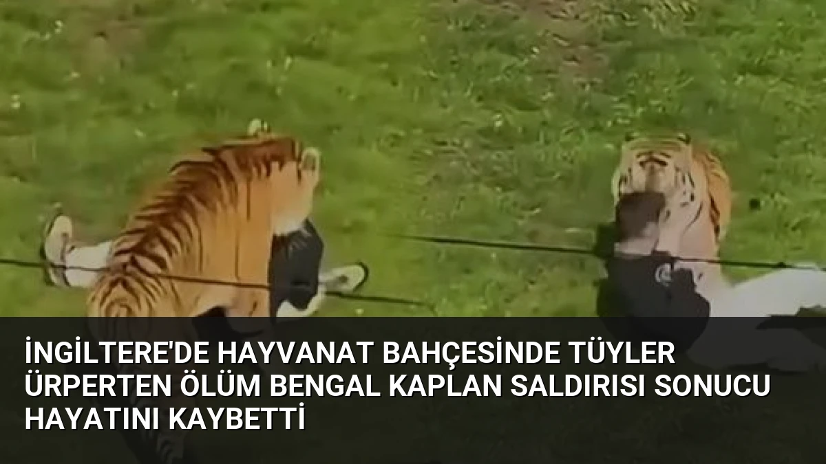 İngiltere’de Hayvanat Bahçesinde Tüyler Ürperten Ölüm Bengal Kaplan Saldırısı Sonucu Hayatını Kaybetti