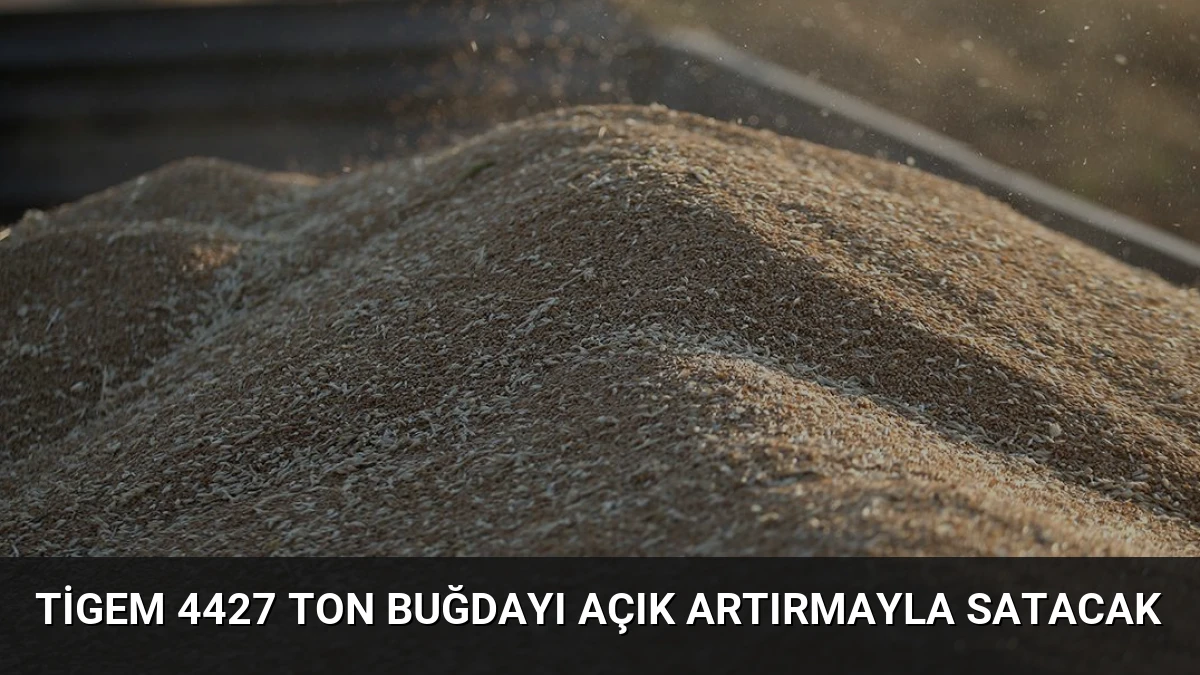 Tigem 4427 Ton Buğdayı Açık Artırmayla Satacak